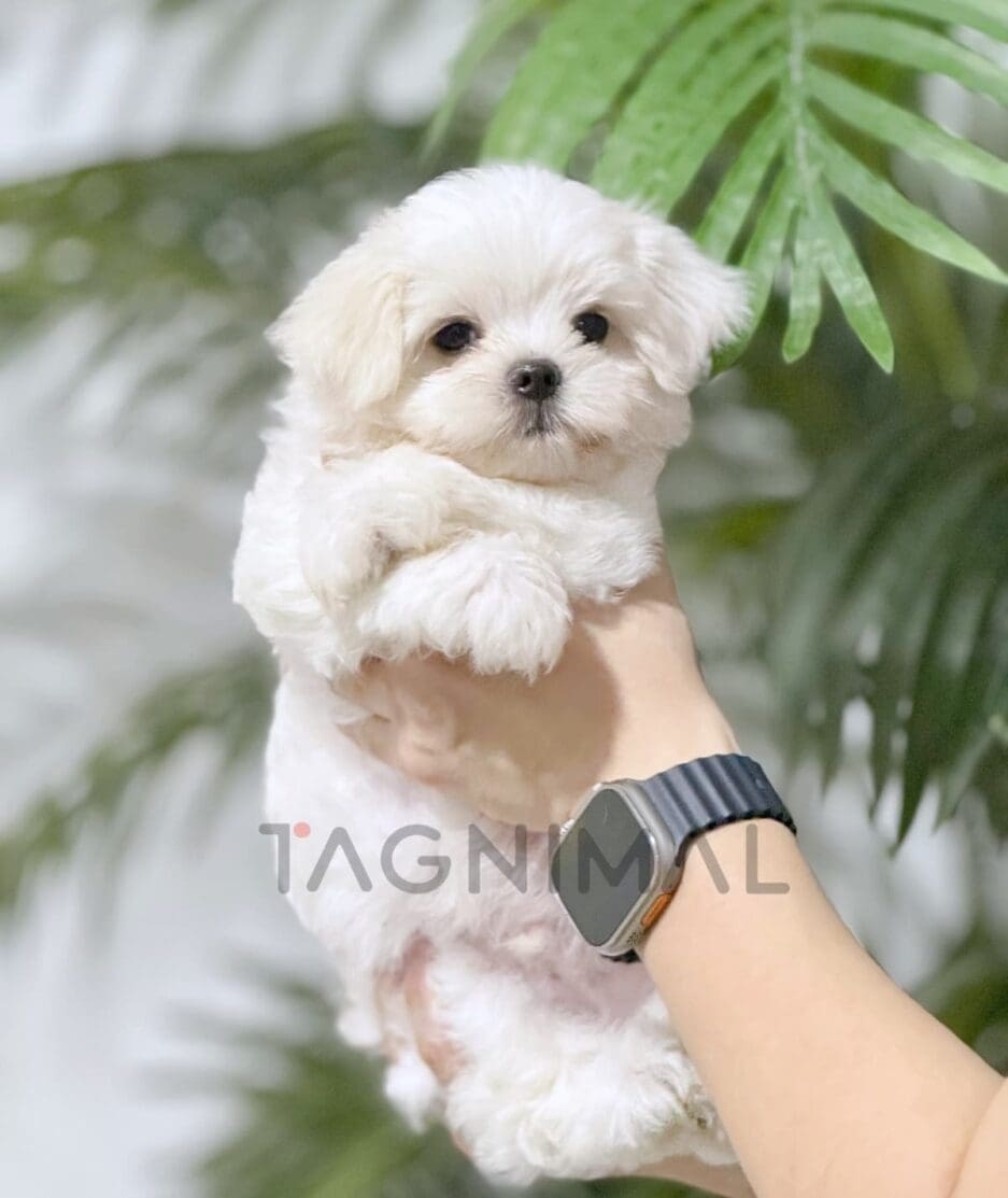 Maltese puppy for sale, dog for sale at Tagnimal