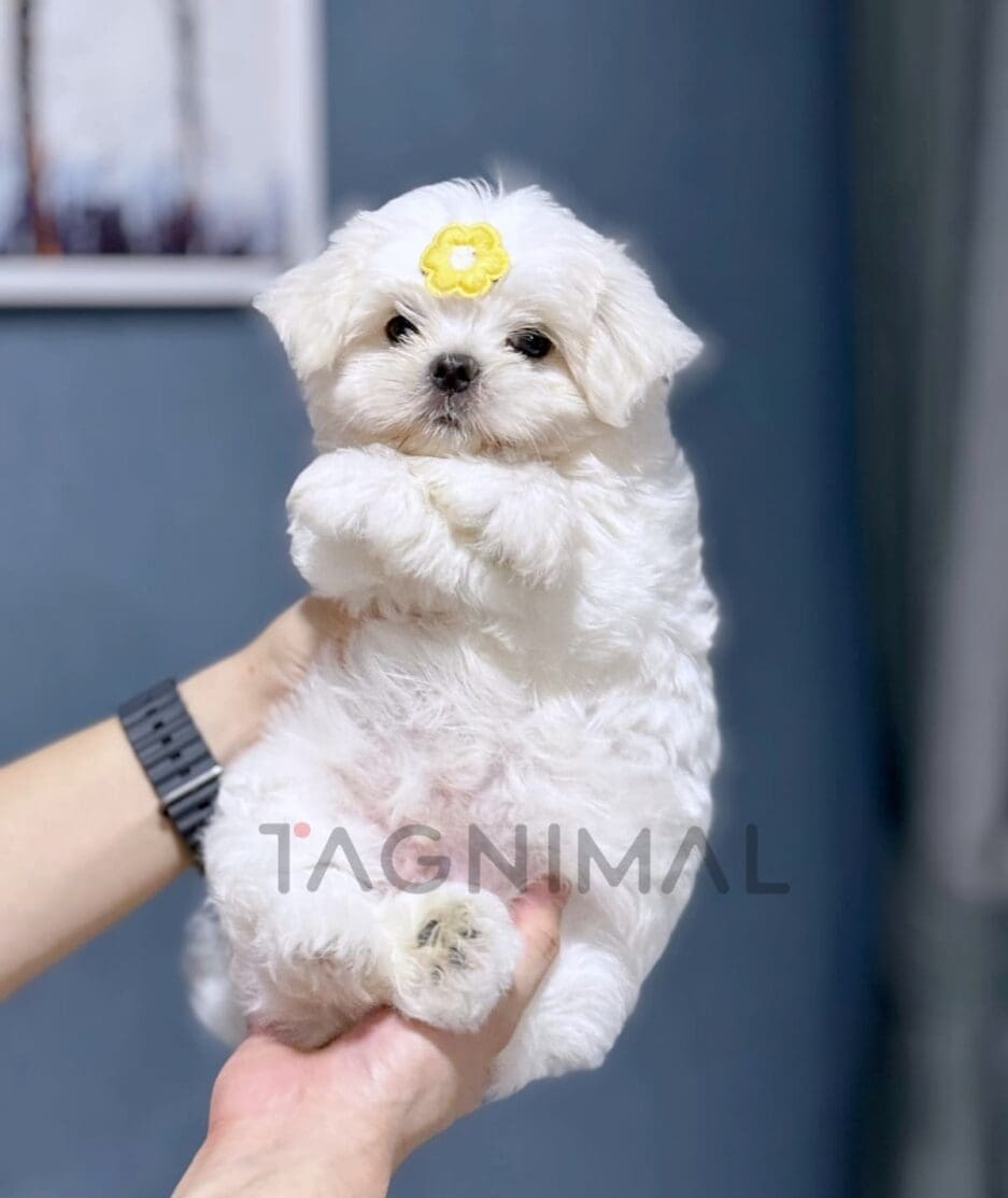 Maltese puppy for sale, dog for sale at Tagnimal