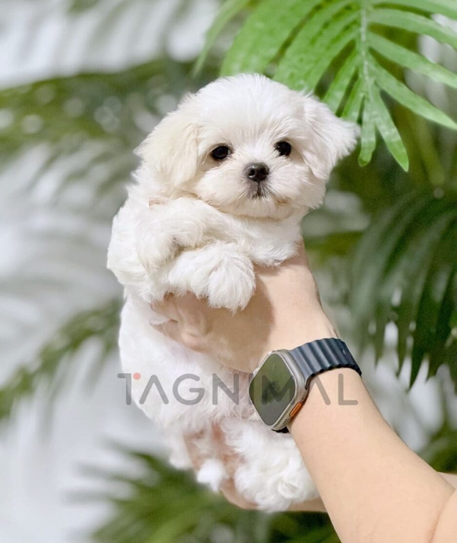 Maltese puppy for sale, dog for sale at Tagnimal