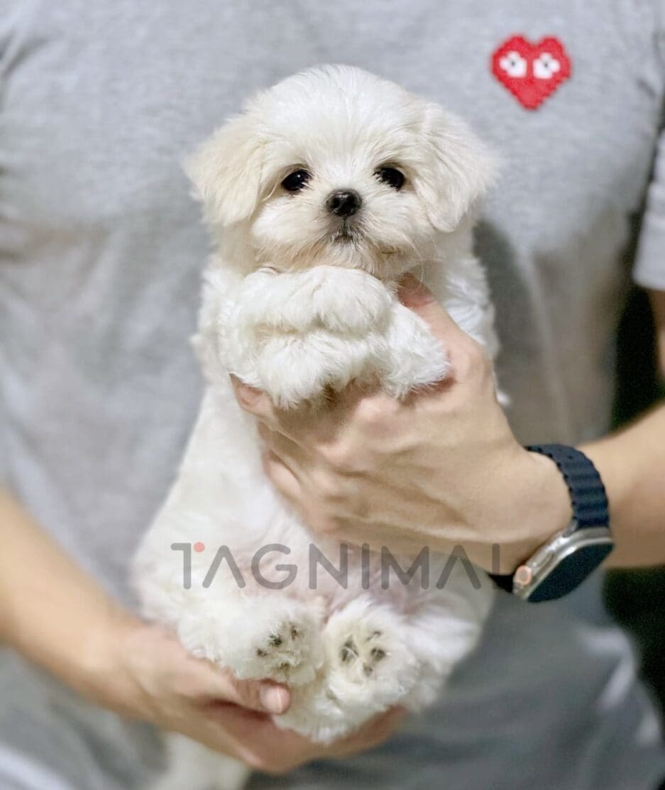 Maltese puppy for sale, dog for sale at Tagnimal