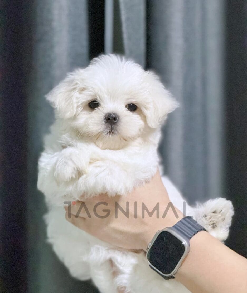 Maltese puppy for sale, dog for sale at Tagnimal