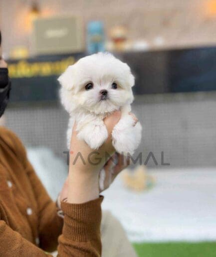 Maltese puppy for sale, dog for sale at Tagnimal