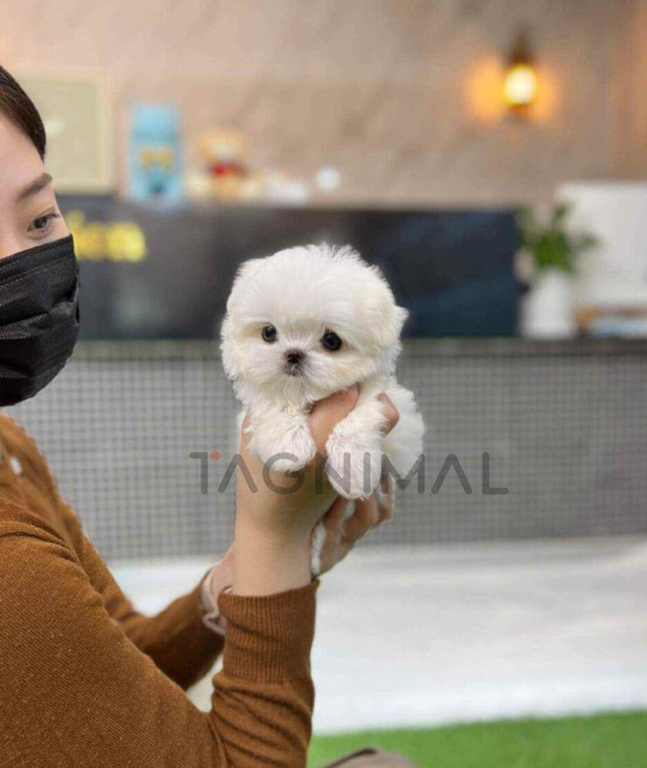 Maltese puppy for sale, dog for sale at Tagnimal