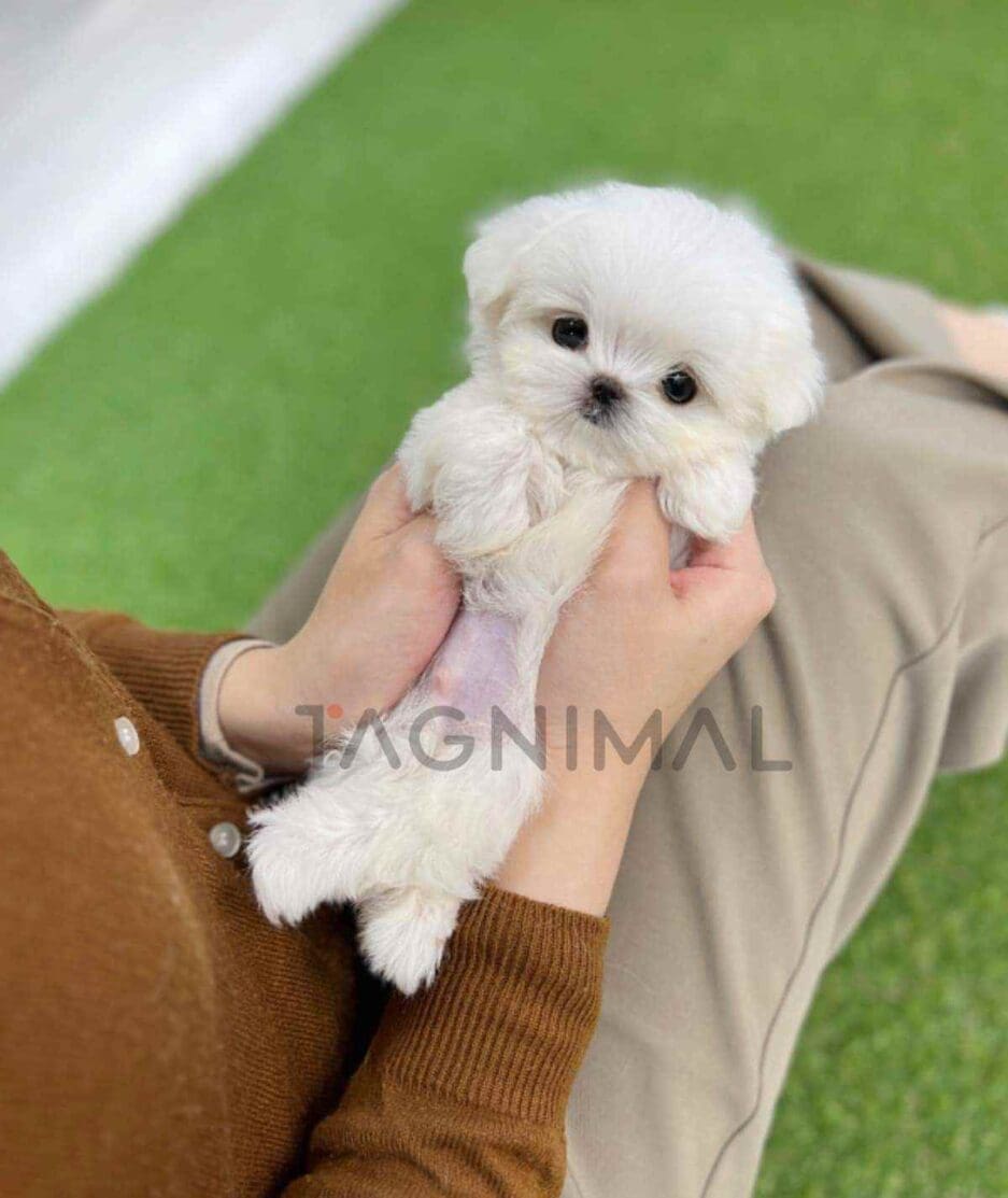 Maltese puppy for sale, dog for sale at Tagnimal