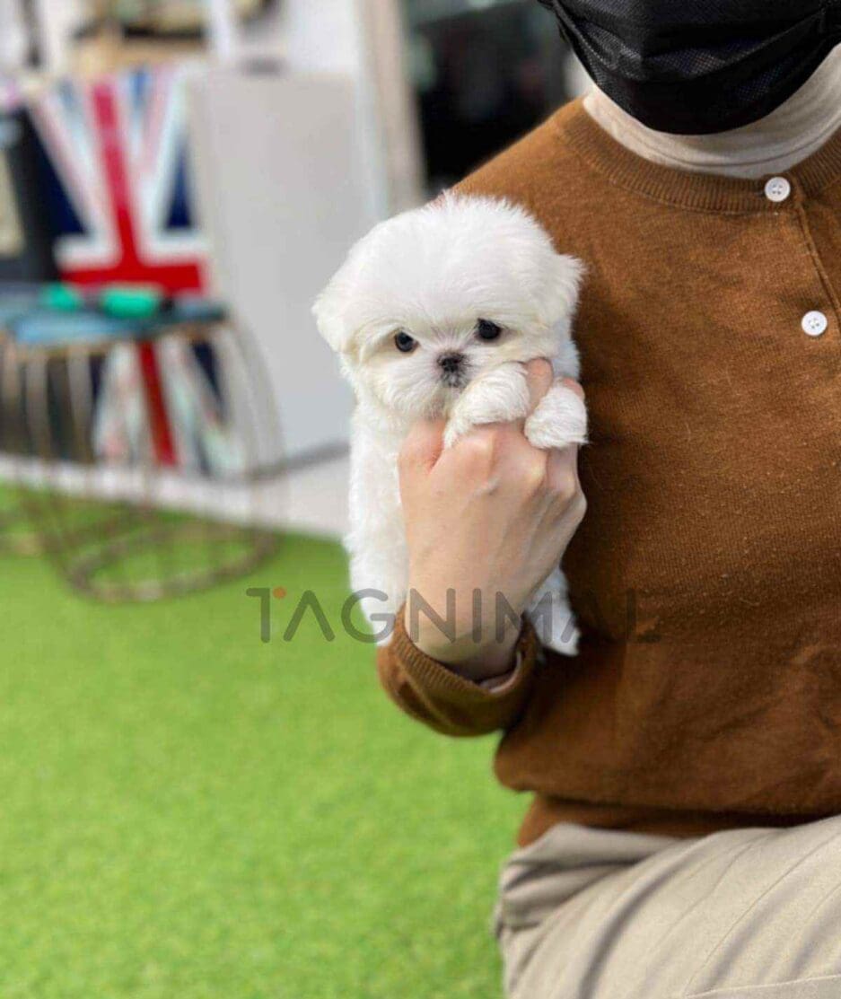 Maltese puppy for sale, dog for sale at Tagnimal