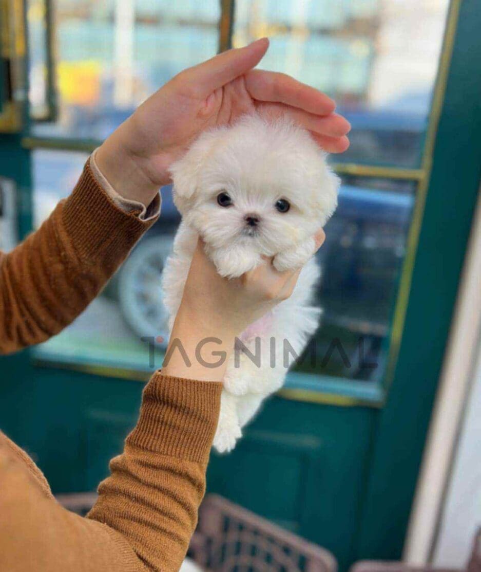 Maltese puppy for sale, dog for sale at Tagnimal