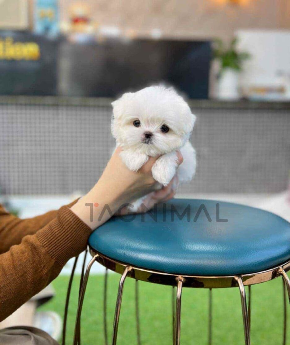 Maltese puppy for sale, dog for sale at Tagnimal