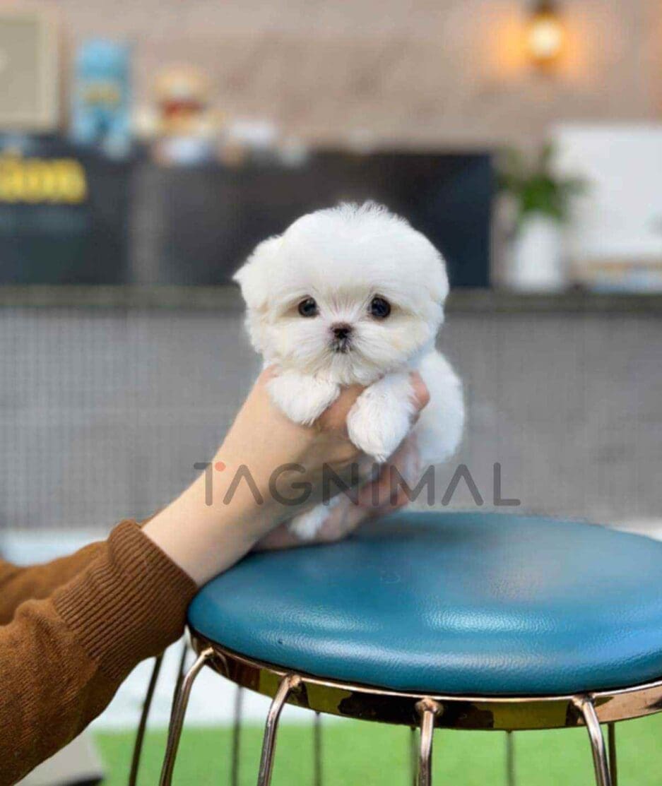 Maltese puppy for sale, dog for sale at Tagnimal