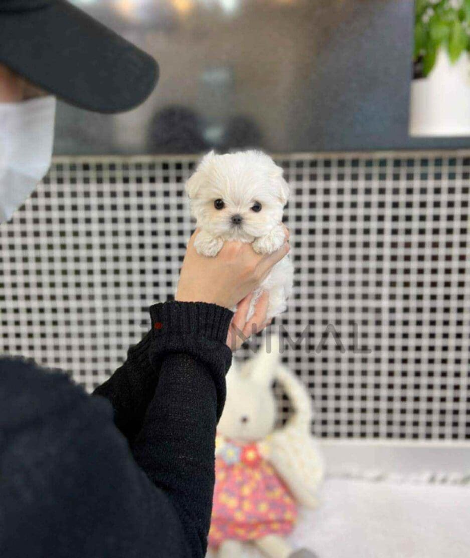 Maltese puppy for sale, dog for sale at Tagnimal