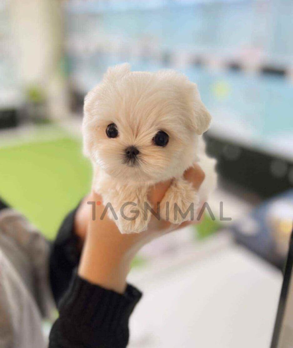 Maltese puppy for sale, dog for sale at Tagnimal