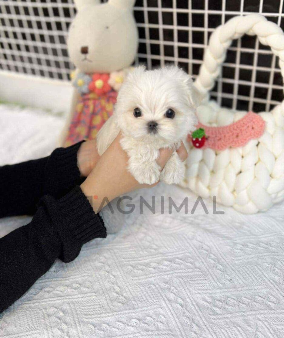 Maltese puppy for sale, dog for sale at Tagnimal