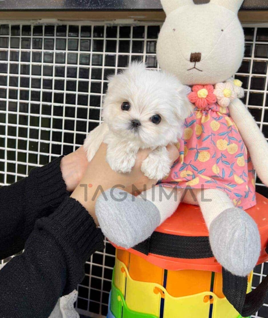 Maltese puppy for sale, dog for sale at Tagnimal