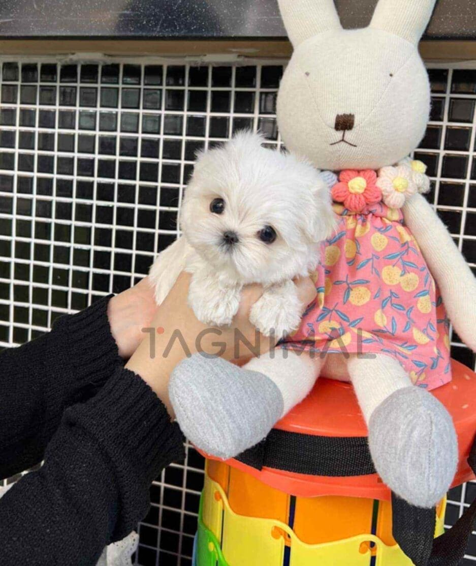 Maltese puppy for sale, dog for sale at Tagnimal