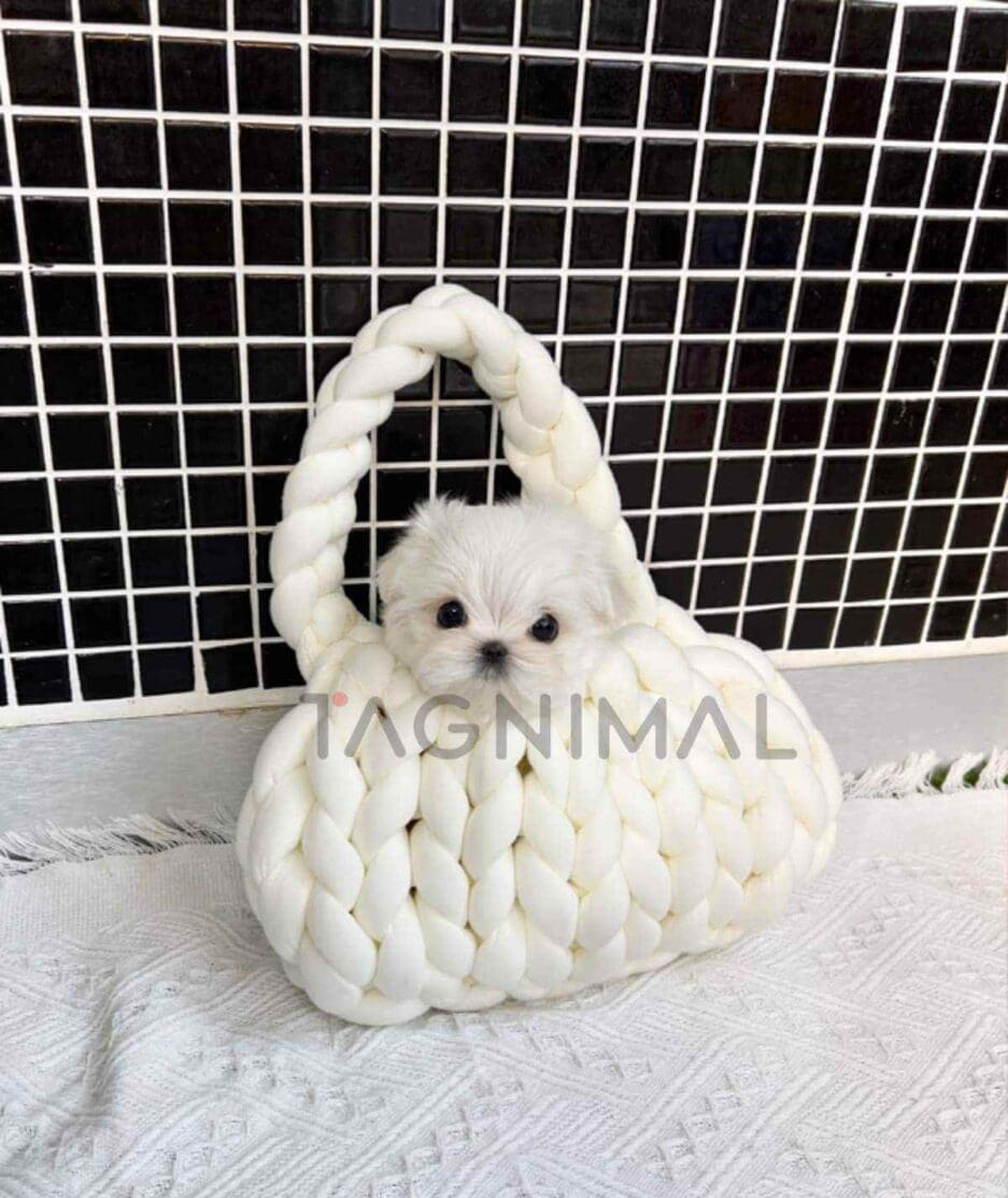 Maltese puppy for sale, dog for sale at Tagnimal