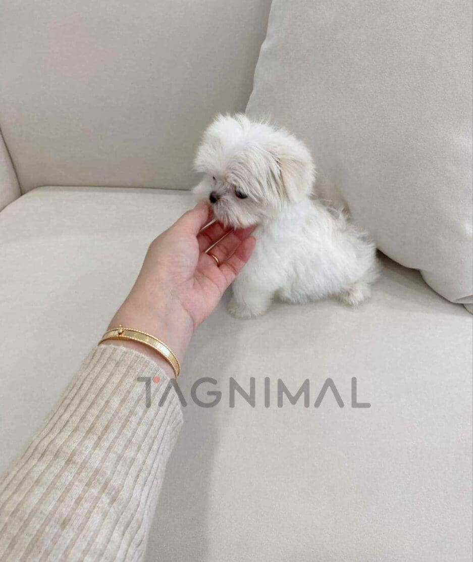 Maltese puppy for sale, dog for sale at Tagnimal