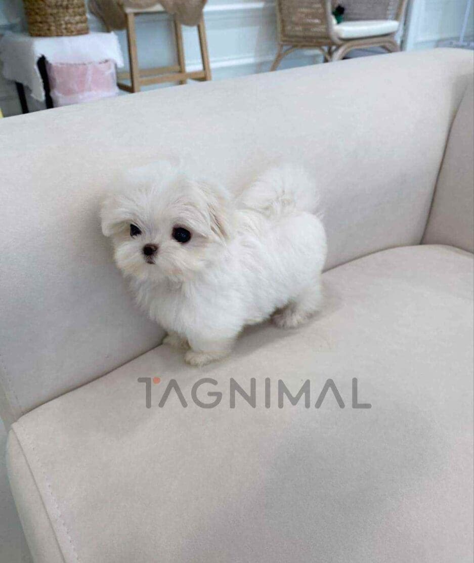 Maltese puppy for sale, dog for sale at Tagnimal