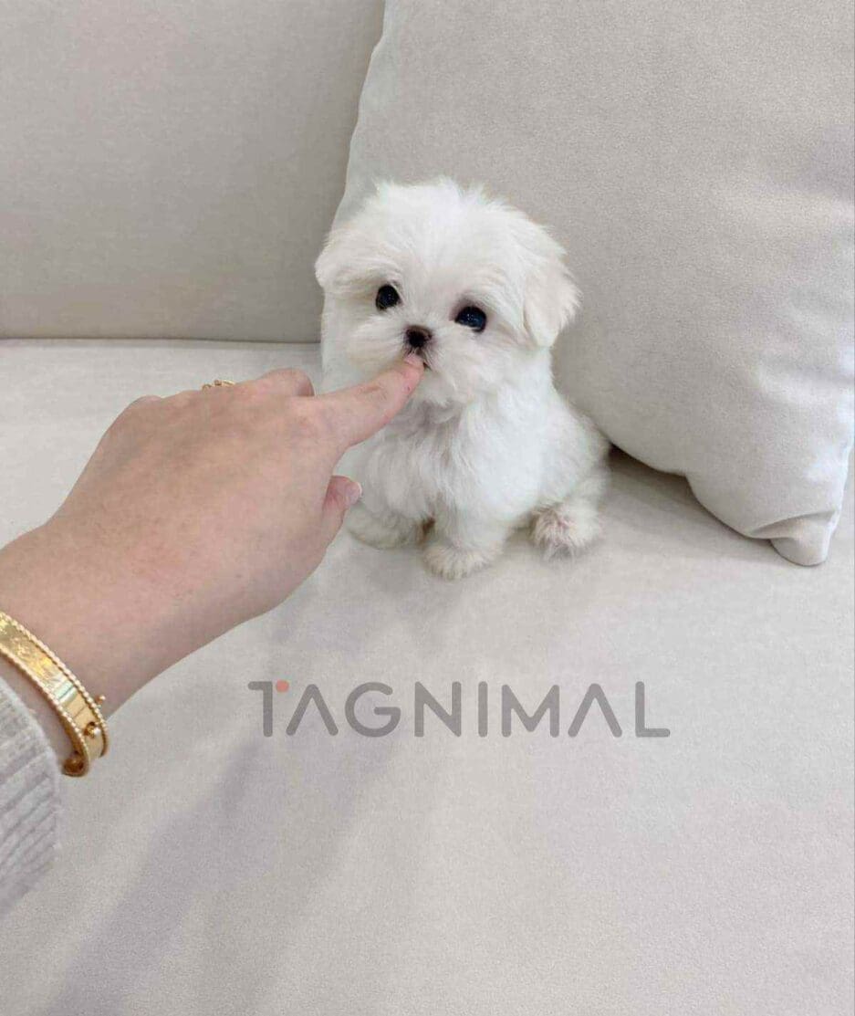 Maltese puppy for sale, dog for sale at Tagnimal