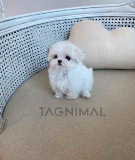 Maltese puppy for sale, dog for sale at Tagnimal