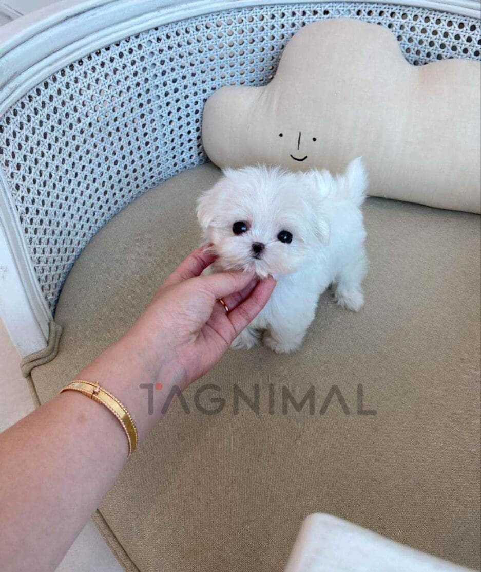 Maltese puppy for sale, dog for sale at Tagnimal