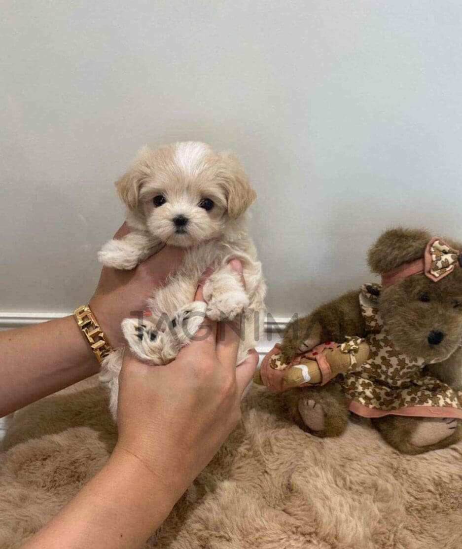 Maltipoo puppy for sale, dog for sale at Tagnimal