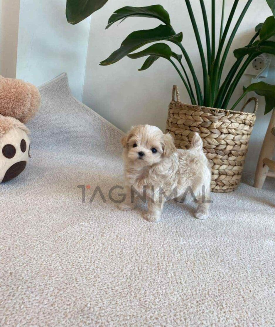 Maltipoo puppy for sale, dog for sale at Tagnimal