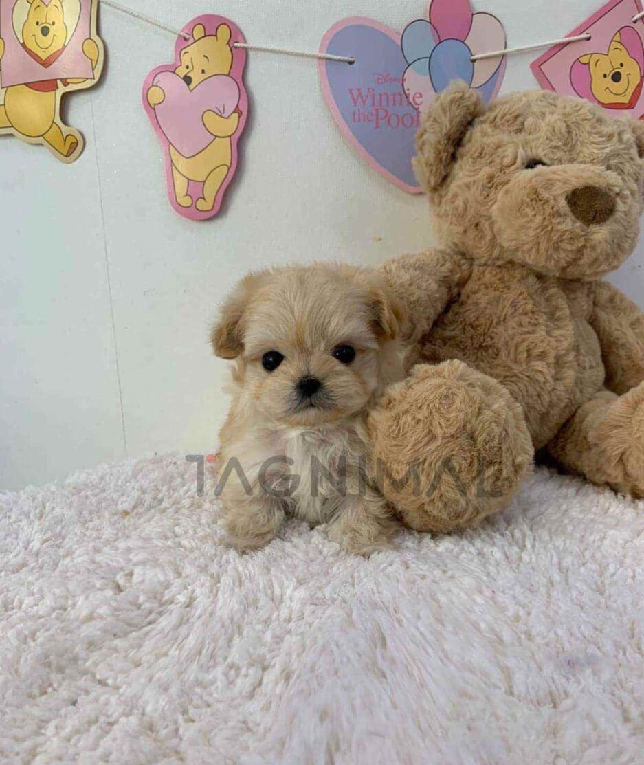 Maltipoo puppy for sale, dog for sale at Tagnimal