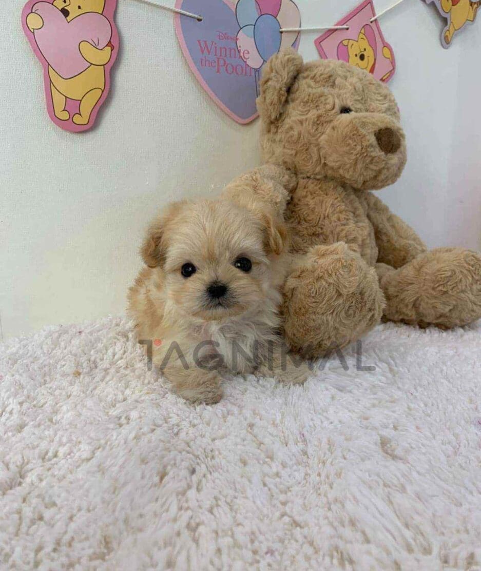 Maltipoo puppy for sale, dog for sale at Tagnimal