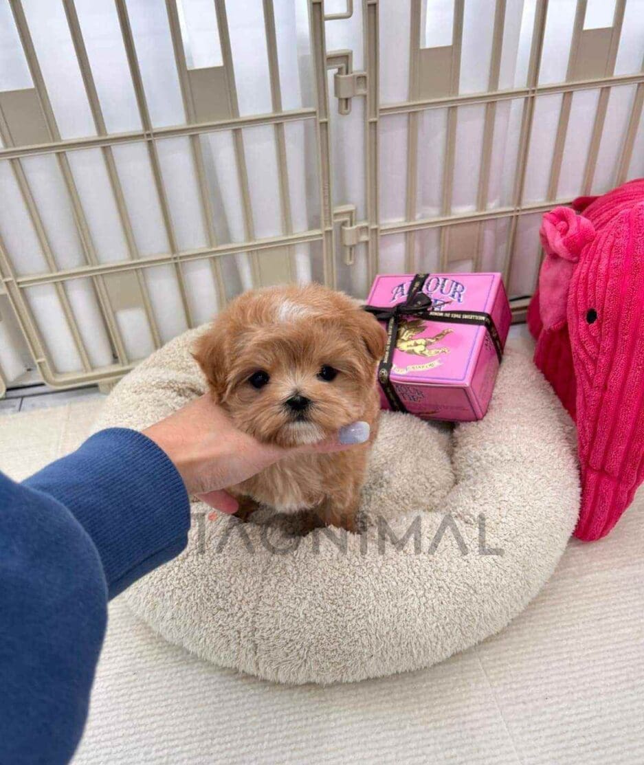 Maltipoo puppy for sale, dog for sale at Tagnimal