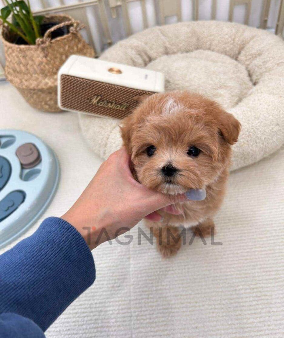 Maltipoo puppy for sale, dog for sale at Tagnimal