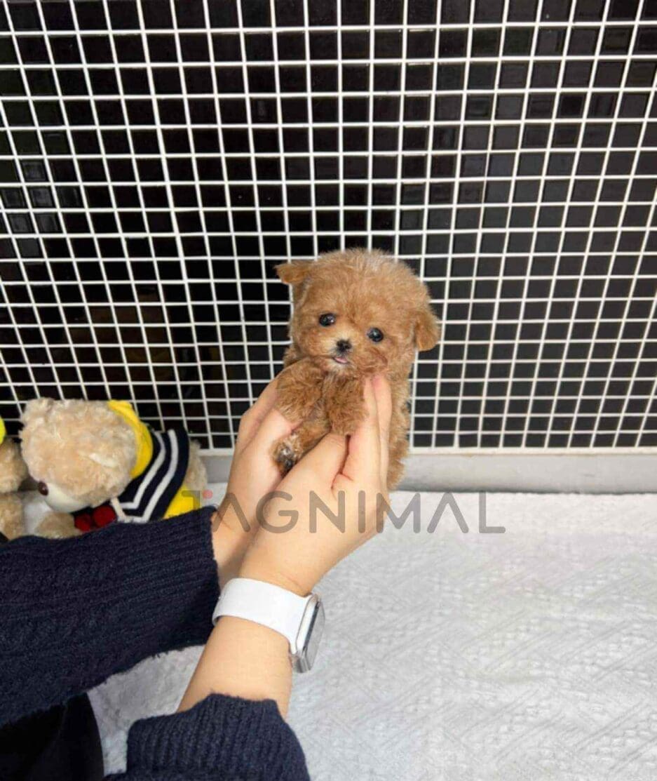 Maltipoo puppy for sale, dog for sale at Tagnimal