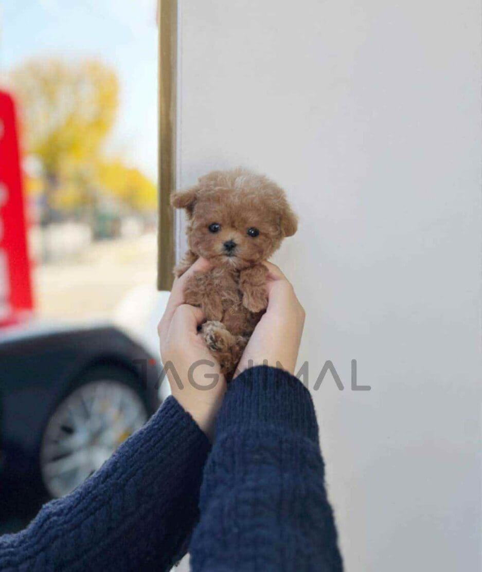 Maltipoo puppy for sale, dog for sale at Tagnimal