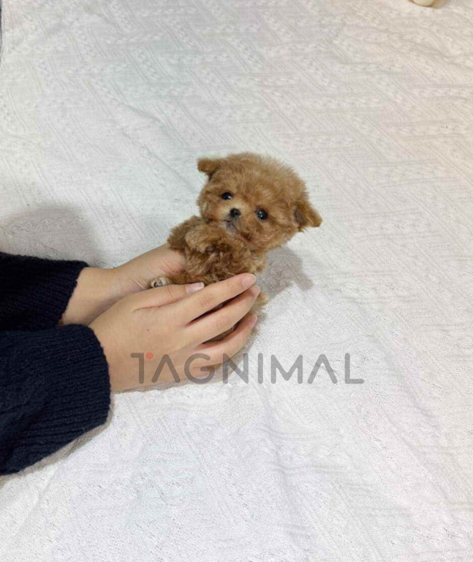 Maltipoo puppy for sale, dog for sale at Tagnimal