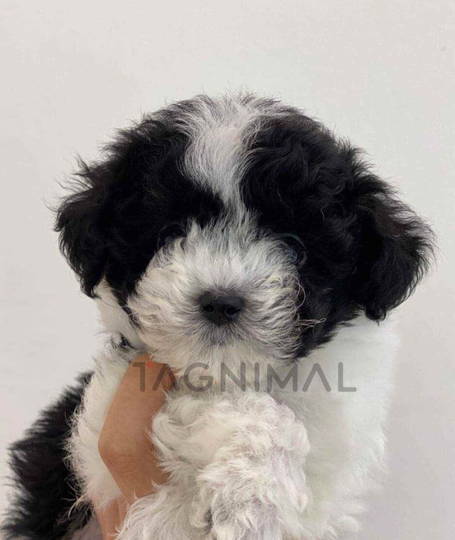 Maltipoo puppy for sale, dog for sale at Tagnimal