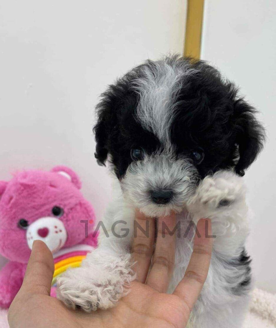 Maltipoo puppy for sale, dog for sale at Tagnimal