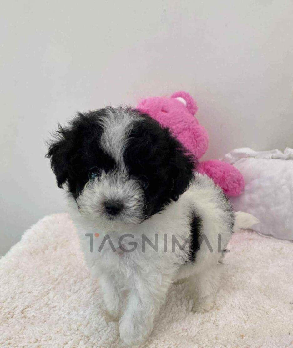 Maltipoo puppy for sale, dog for sale at Tagnimal