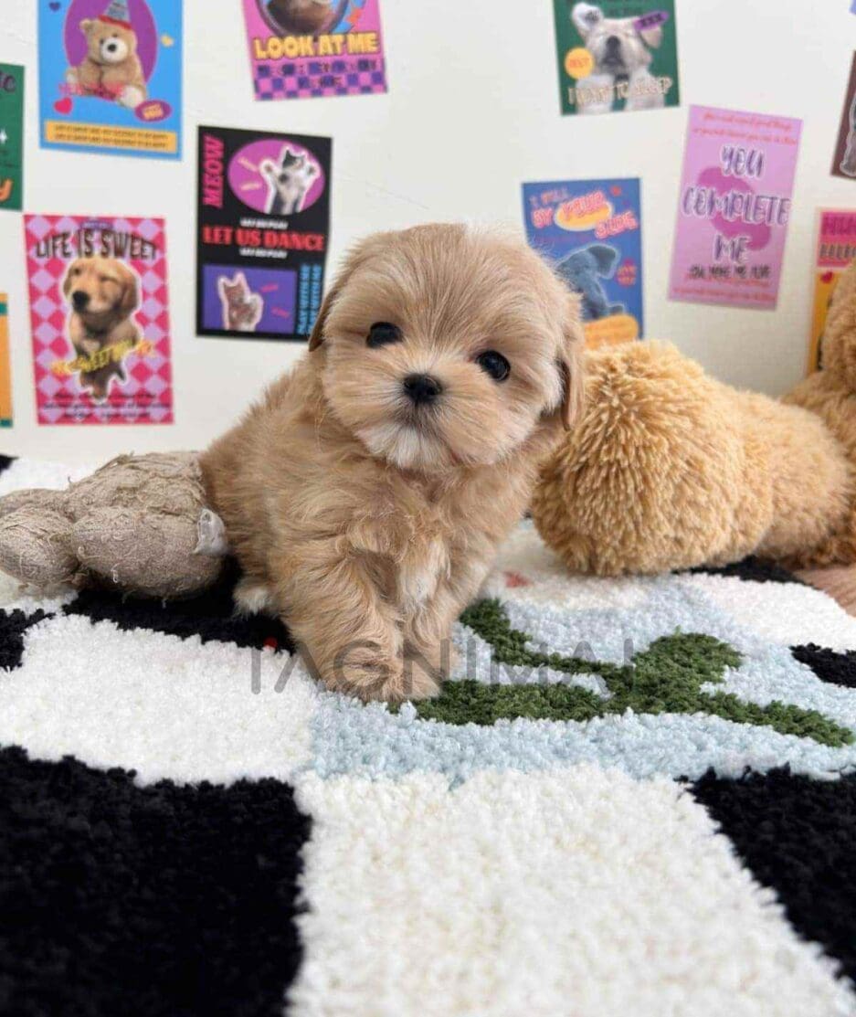 Maltipoo puppy for sale, dog for sale at Tagnimal