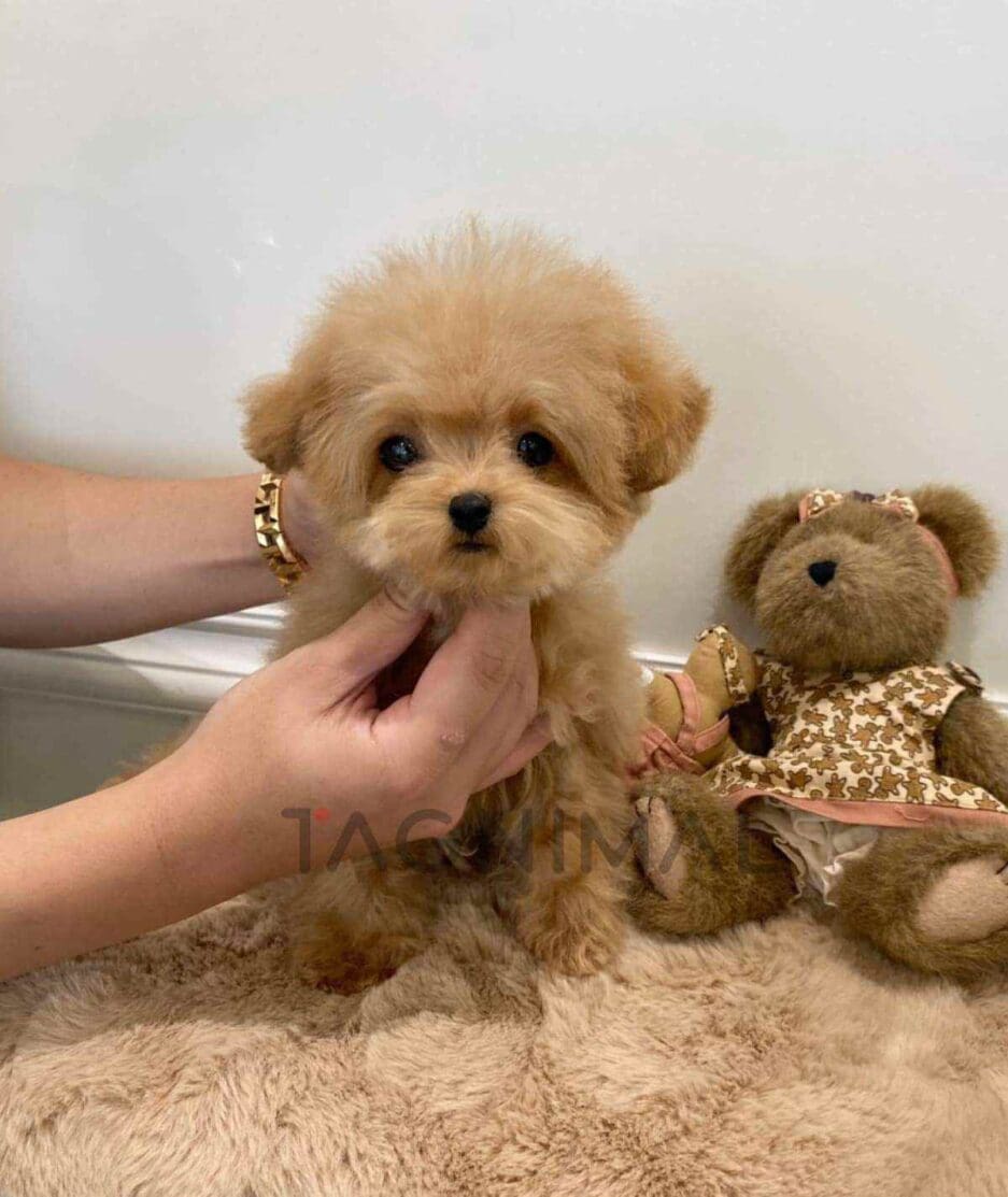 Maltipoo puppy for sale, dog for sale at Tagnimal