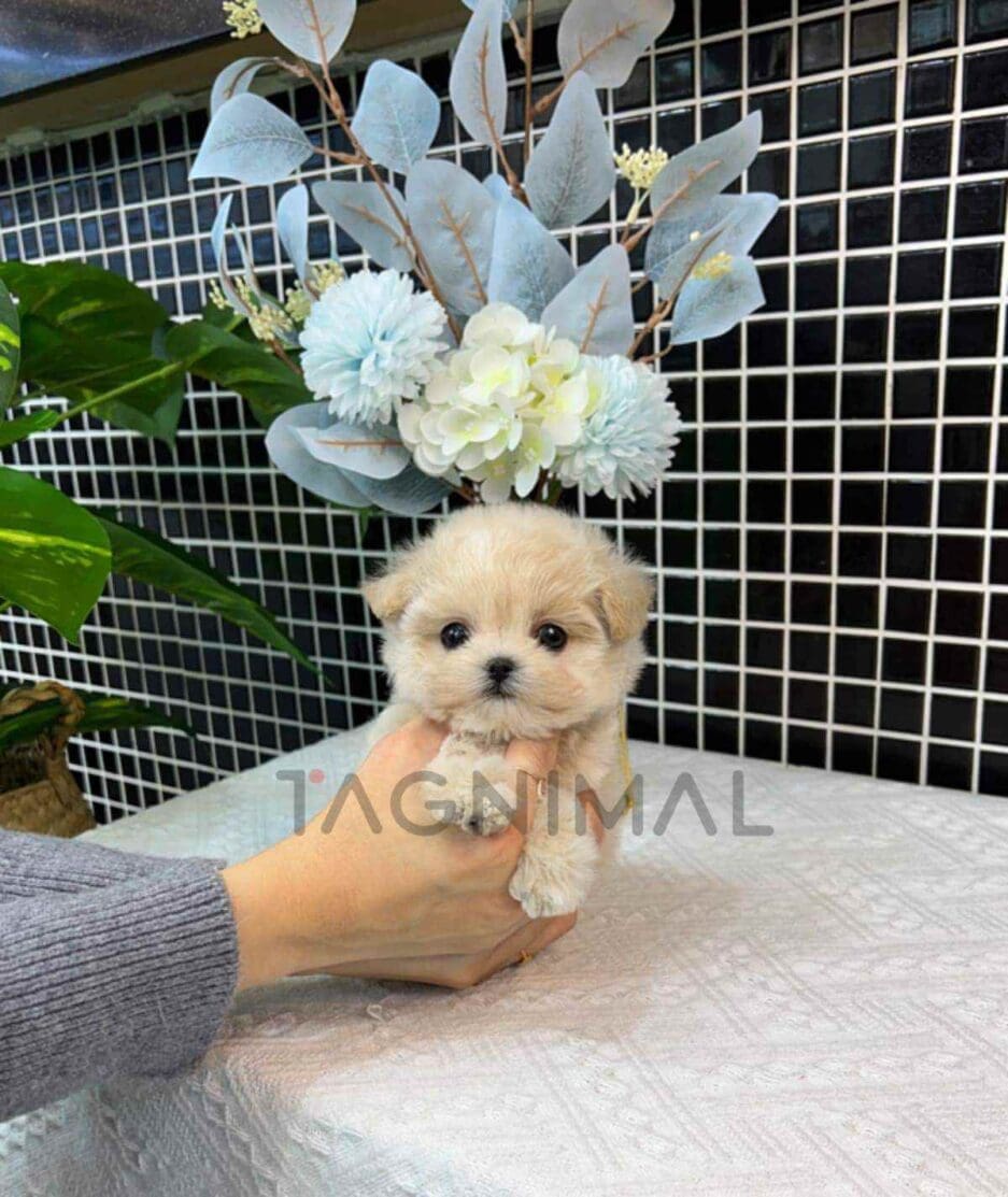 Maltipoo puppy for sale, dog for sale at Tagnimal