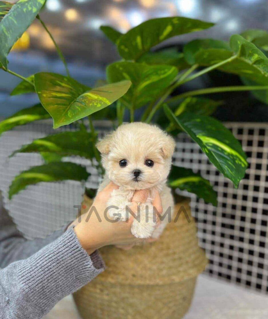 Maltipoo puppy for sale, dog for sale at Tagnimal