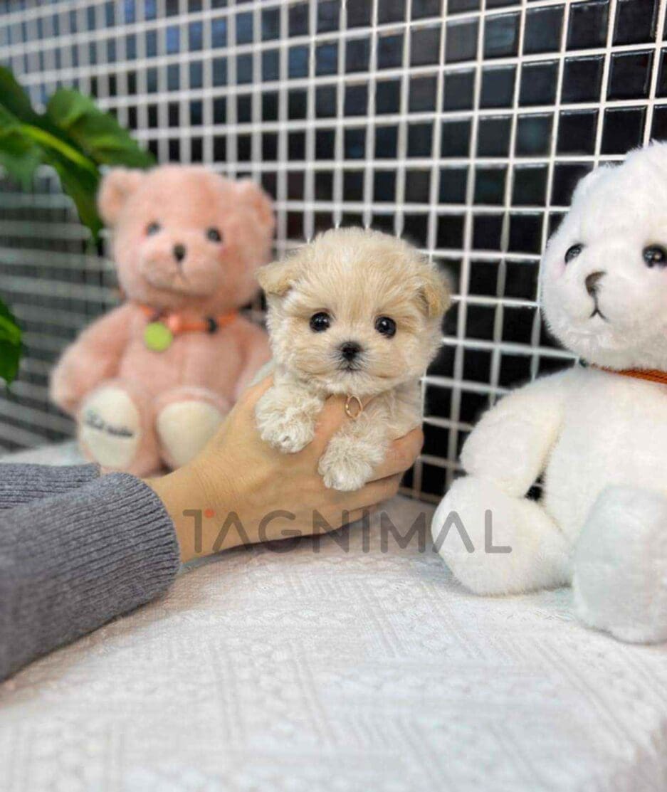 Maltipoo puppy for sale, dog for sale at Tagnimal