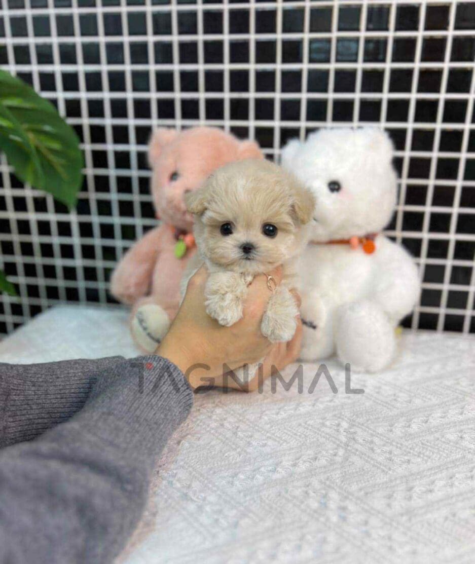 Maltipoo puppy for sale, dog for sale at Tagnimal