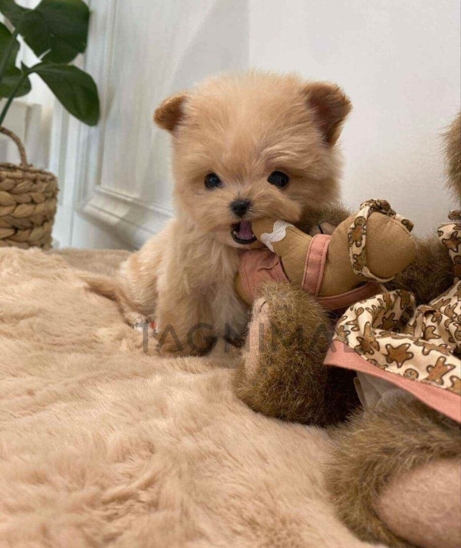 Maltipoo puppy for sale, dog for sale at Tagnimal