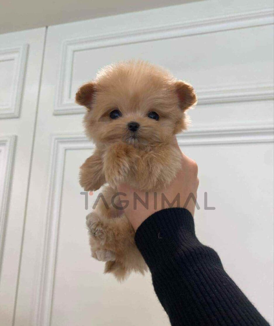 Maltipoo puppy for sale, dog for sale at Tagnimal