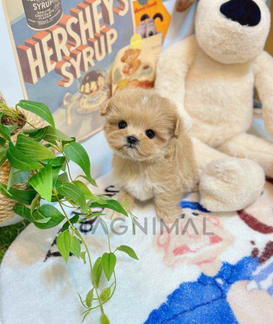 Maltipoo puppy for sale, dog for sale at Tagnimal