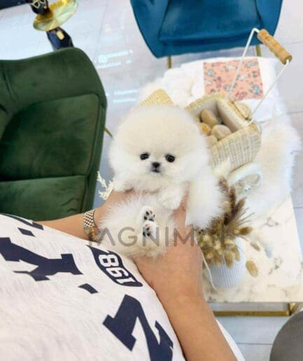 Pomeranian puppy for sale, dog for sale at Tagnimal