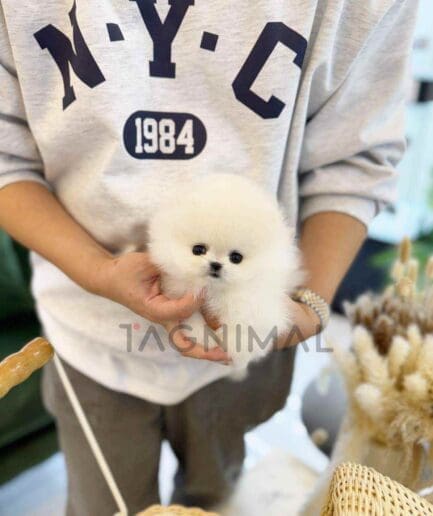 Pomeranian puppy for sale, dog for sale at Tagnimal