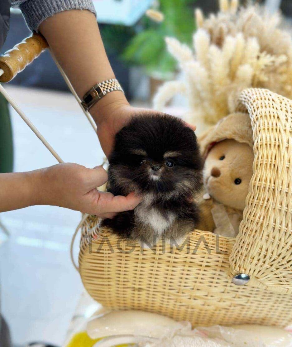 Pomeranian puppy for sale, dog for sale at Tagnimal