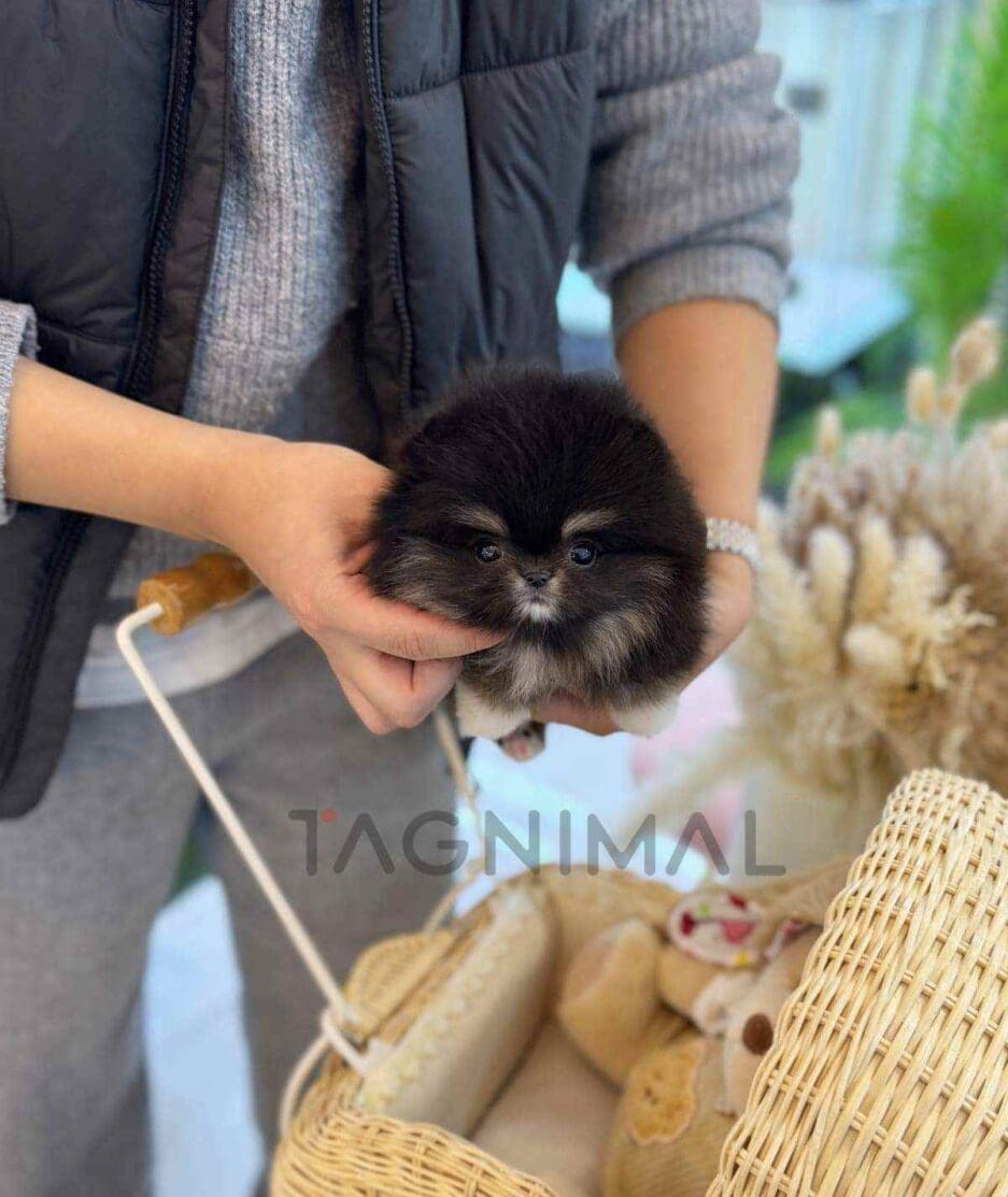 Pomeranian puppy for sale, dog for sale at Tagnimal