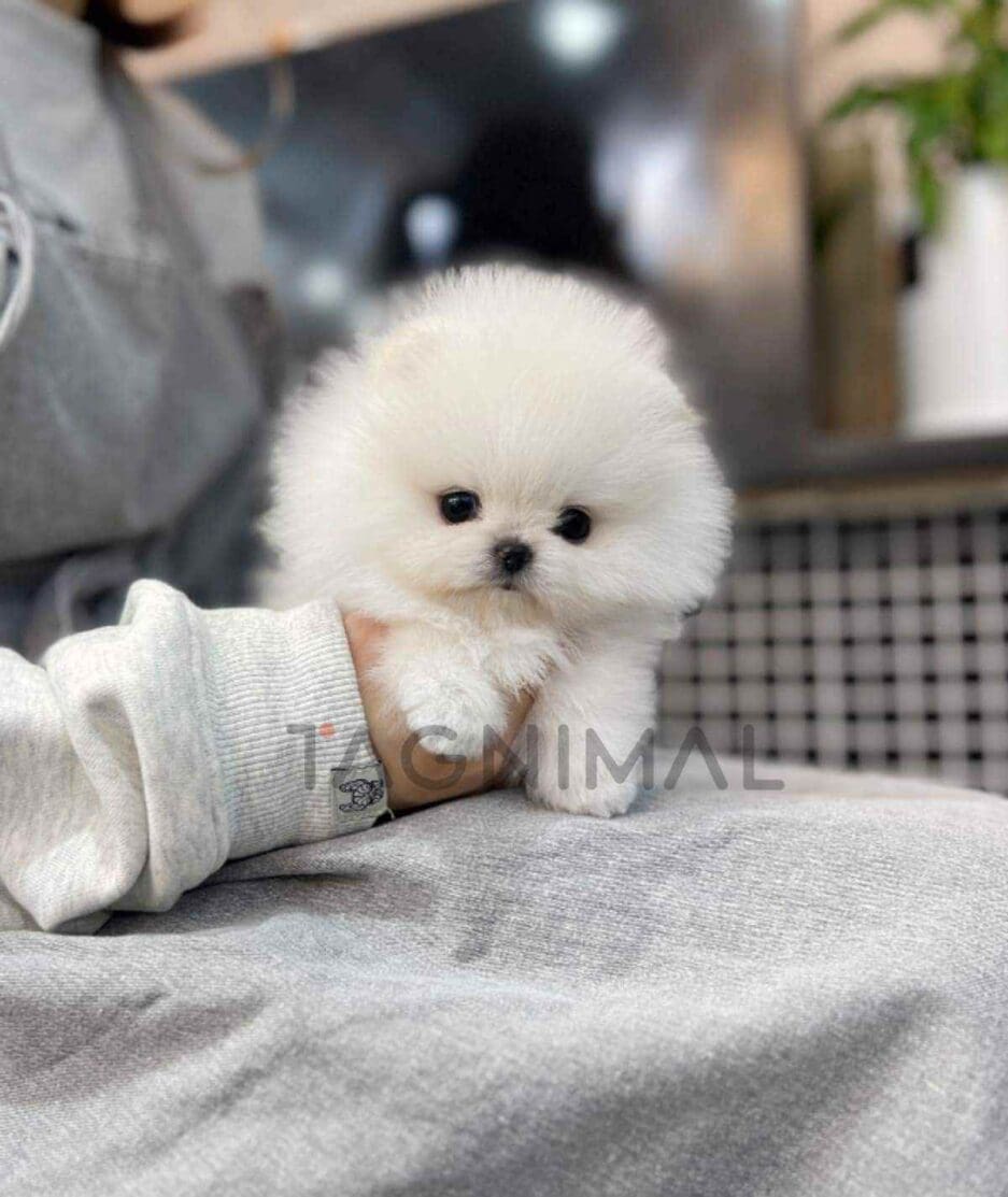 Pomeranian puppy for sale, dog for sale at Tagnimal