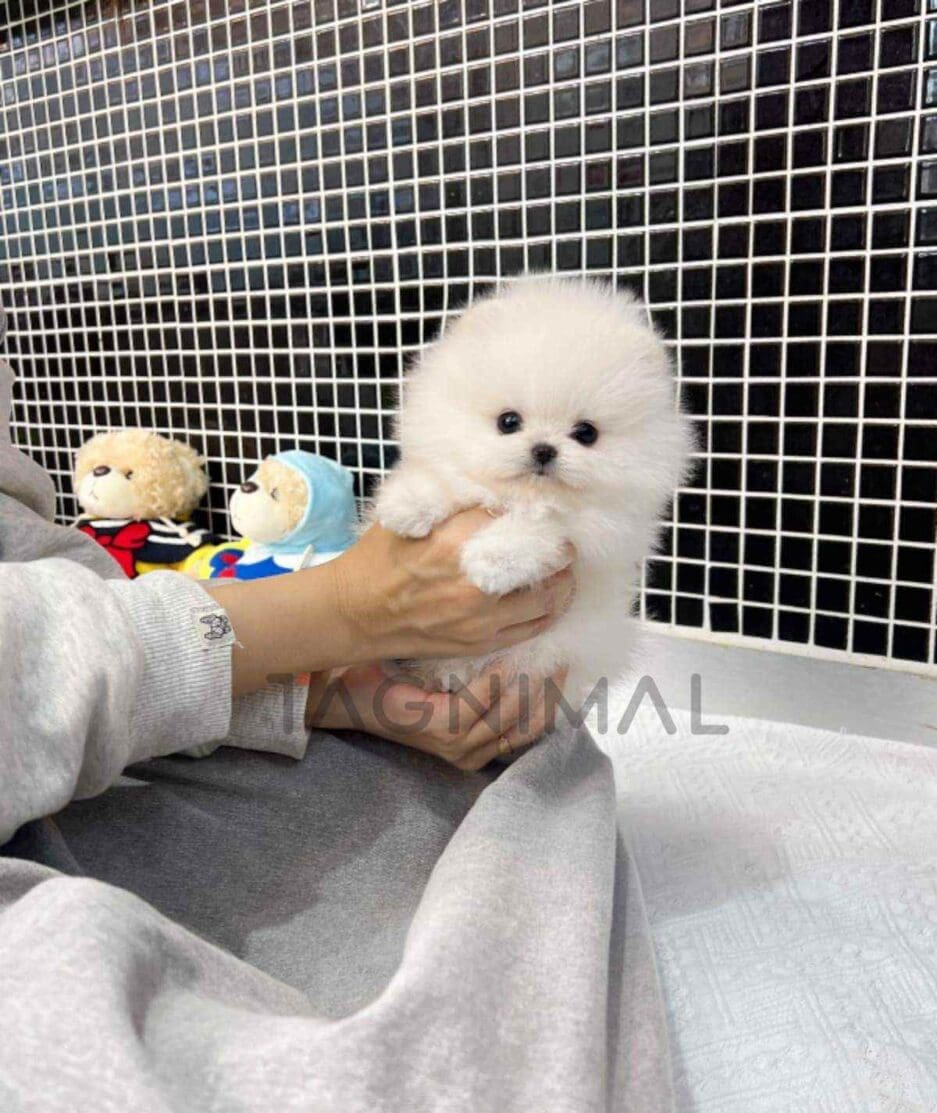 Pomeranian puppy for sale, dog for sale at Tagnimal